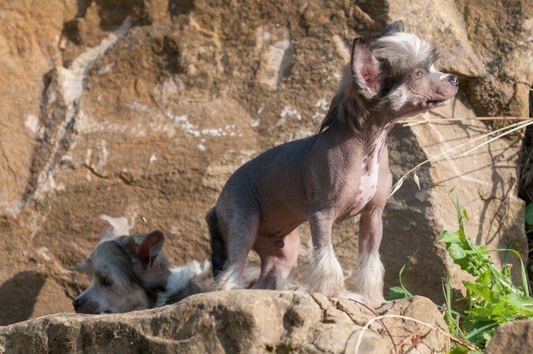 Stars at Sea Rockingham
