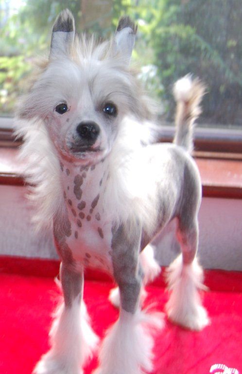 Zucci Let's Party Again