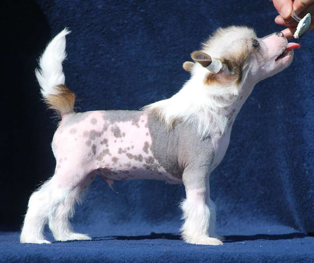 Little Dog Of Dream Nordic Summer