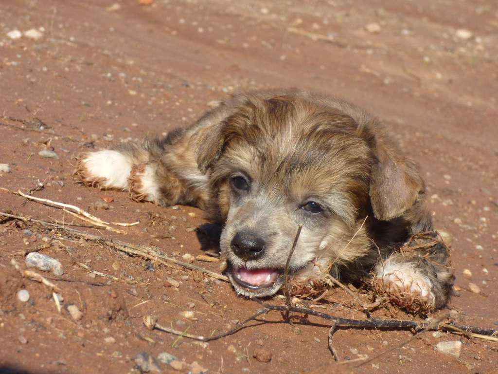 Joe z Jestrebiho kralovstvi