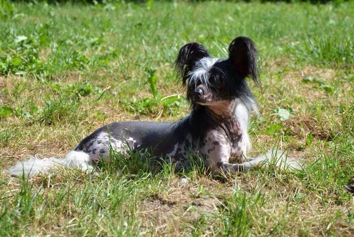 Amir Baron Chinesische Engel