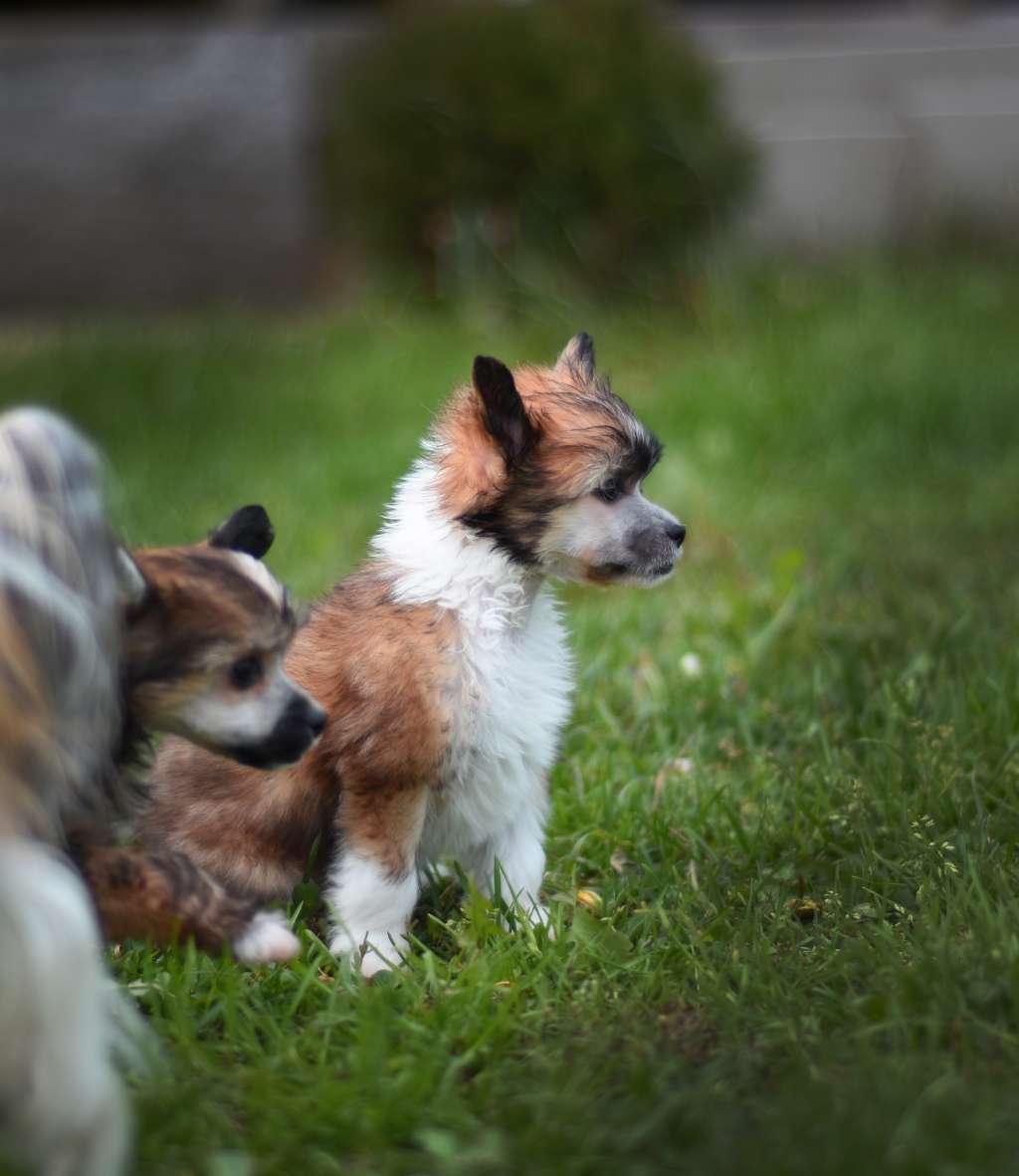 Baikal Dream Rebelion