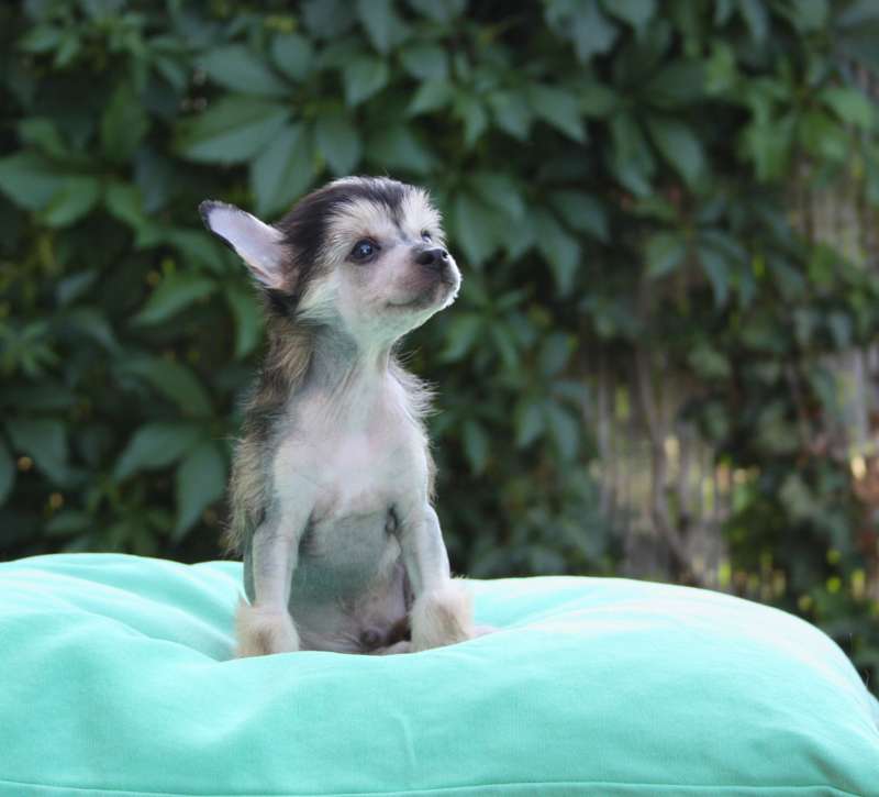 Fehérlófia Kapanyányi Monyók