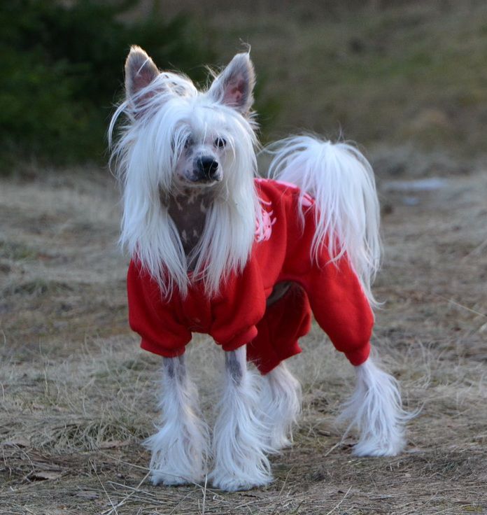 Chandler Bos Bohemia