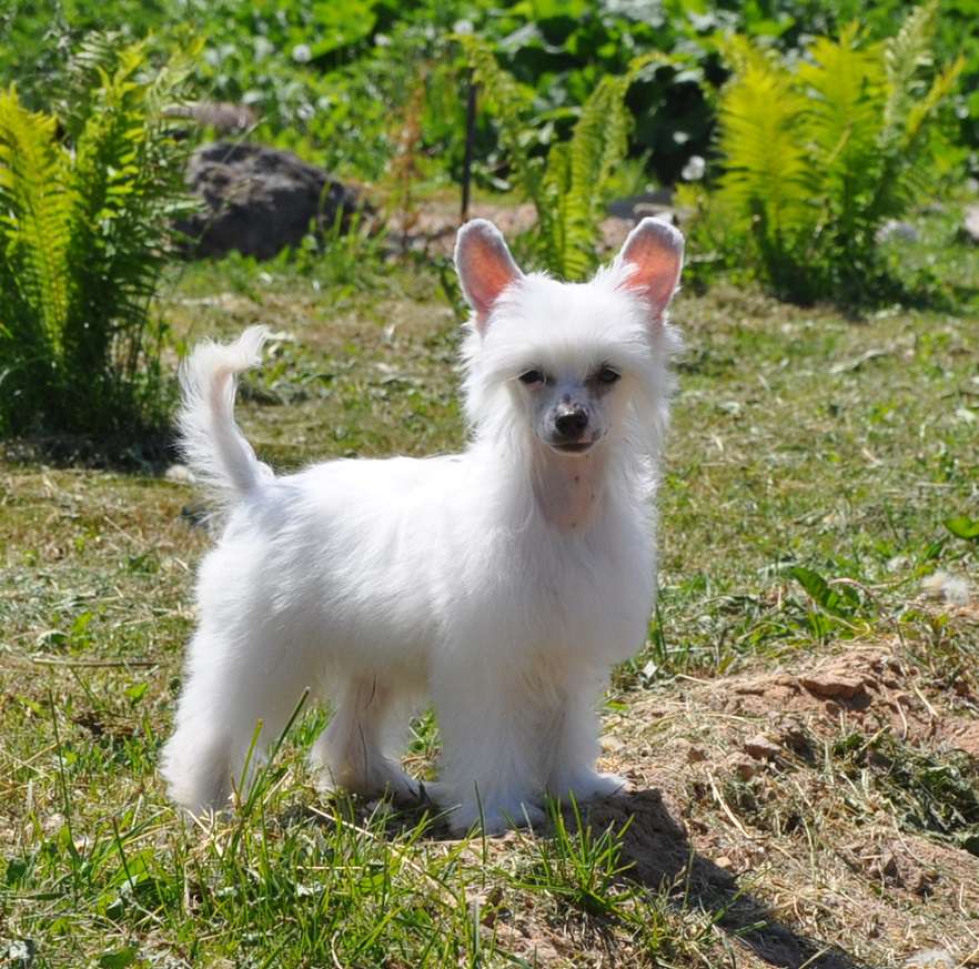 Louis Vuitton  Winning Smile