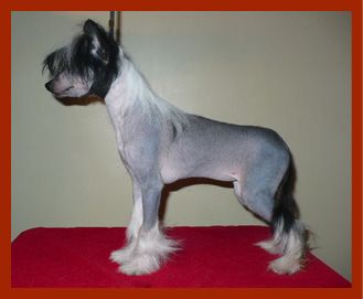 Obie's Whats a Girl To Do