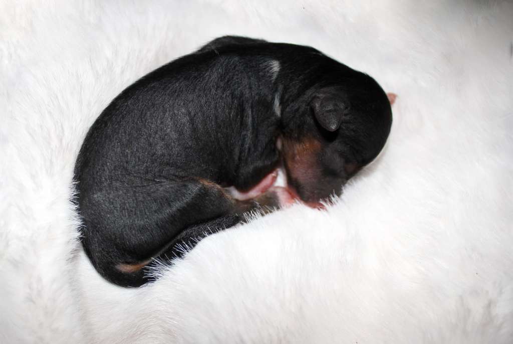 Via Della Seta Opal Black