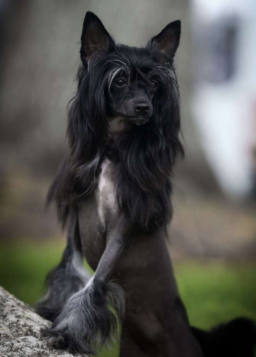 Gracieux Watch Out For Lucy