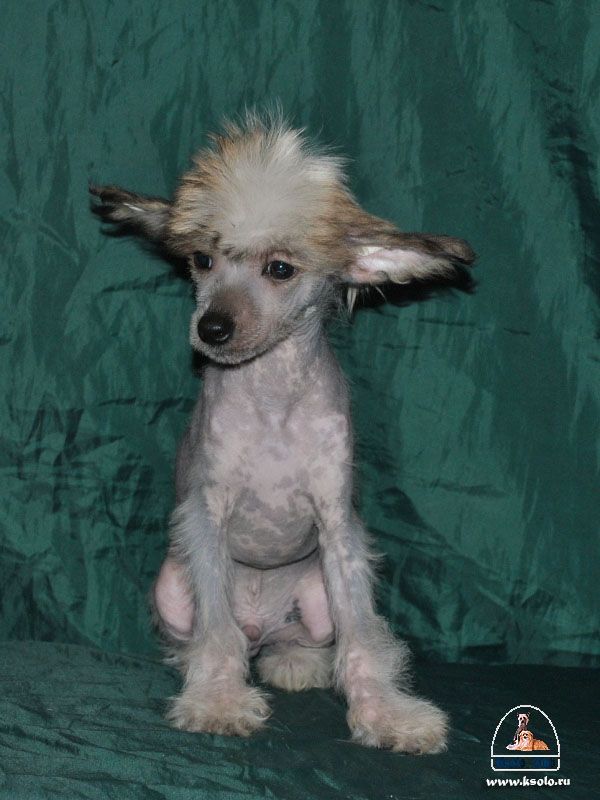 Vlastelin iz Zelenoy Roshi