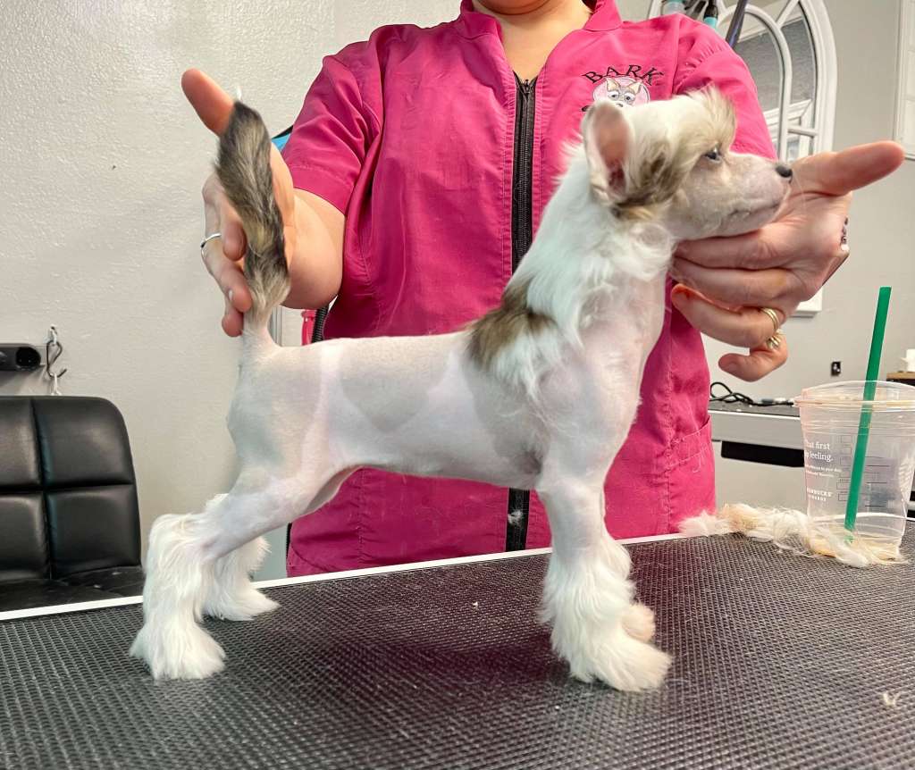 Dasha's Scissor Sisters