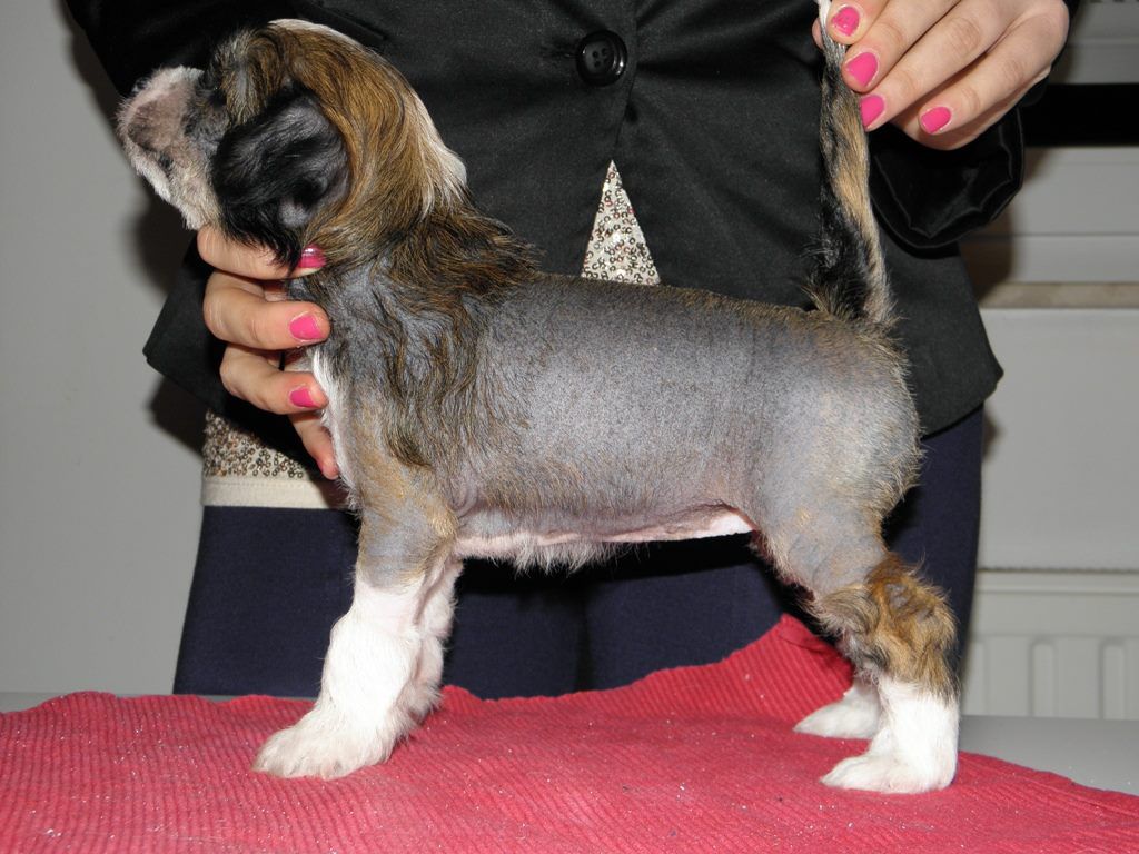 Gremlinto Dextra Diamond Star