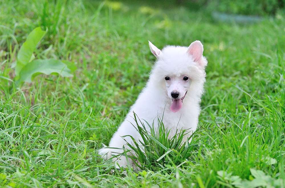 Elance Louange Paola Ferri