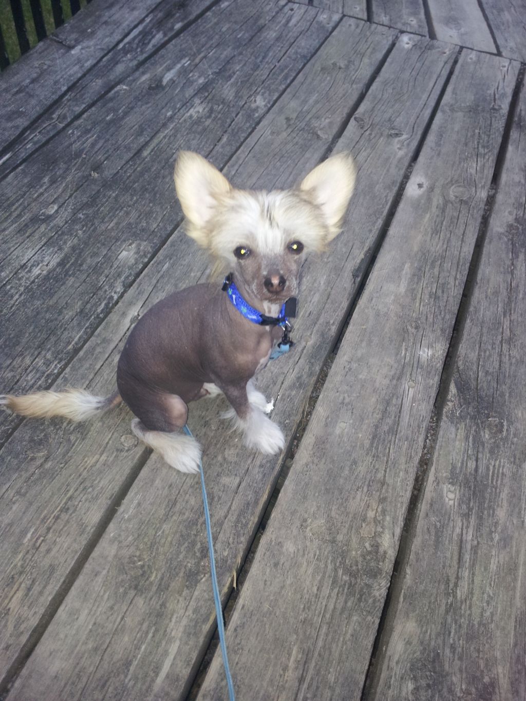 House of Landfari Dio