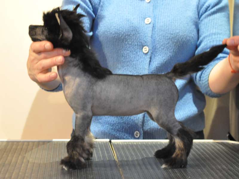 Zholesk Isuzu Piazza