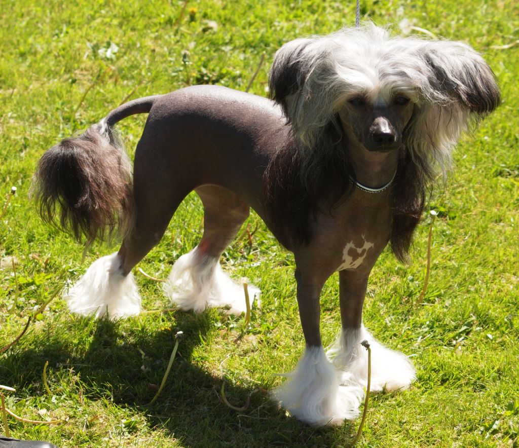 Lionheart Keep My Dream Alive