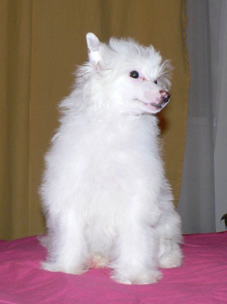 Janeta ze Zatopene Chajdy