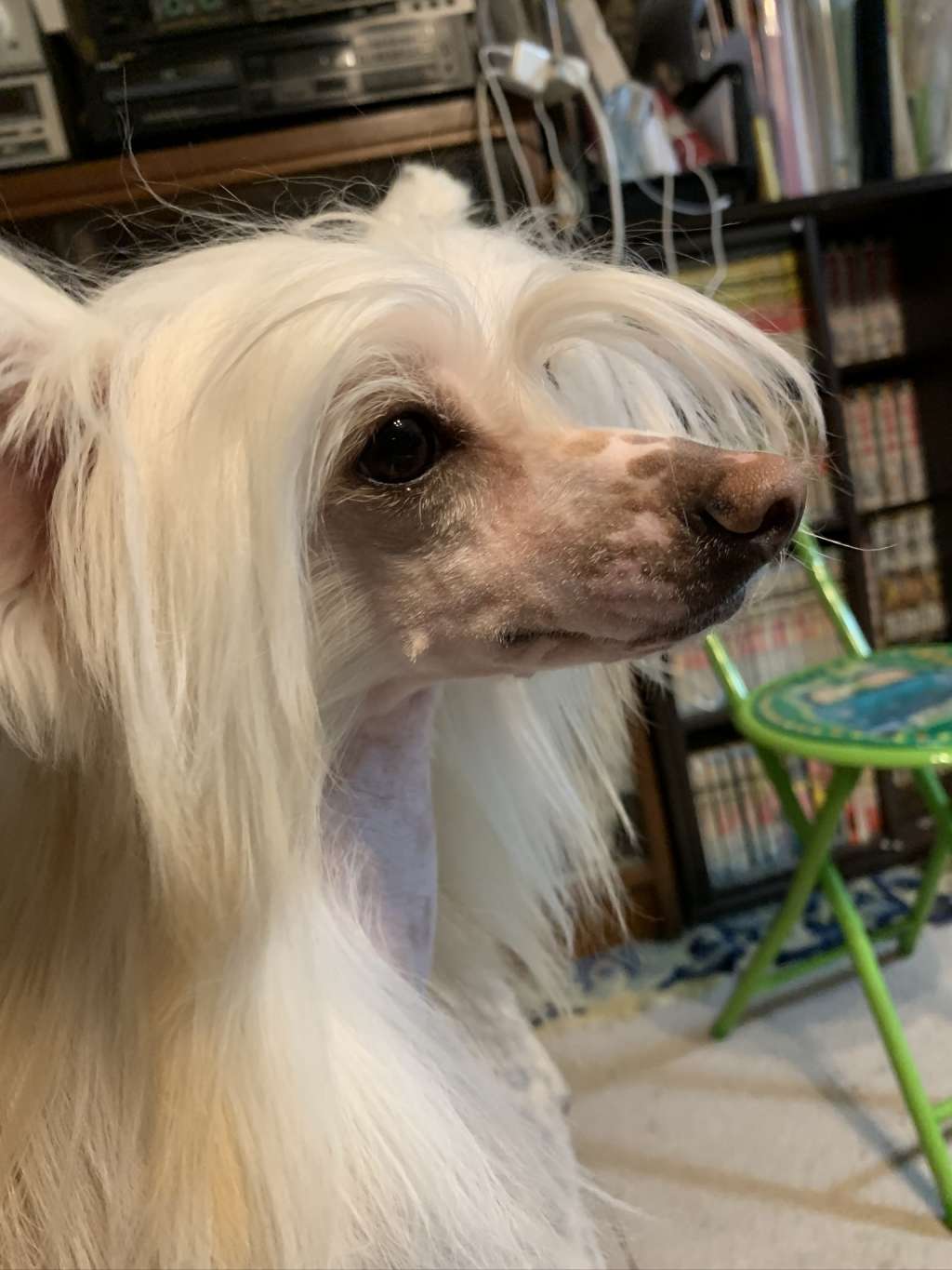 Eternity Sirius Jp Anne Earnest