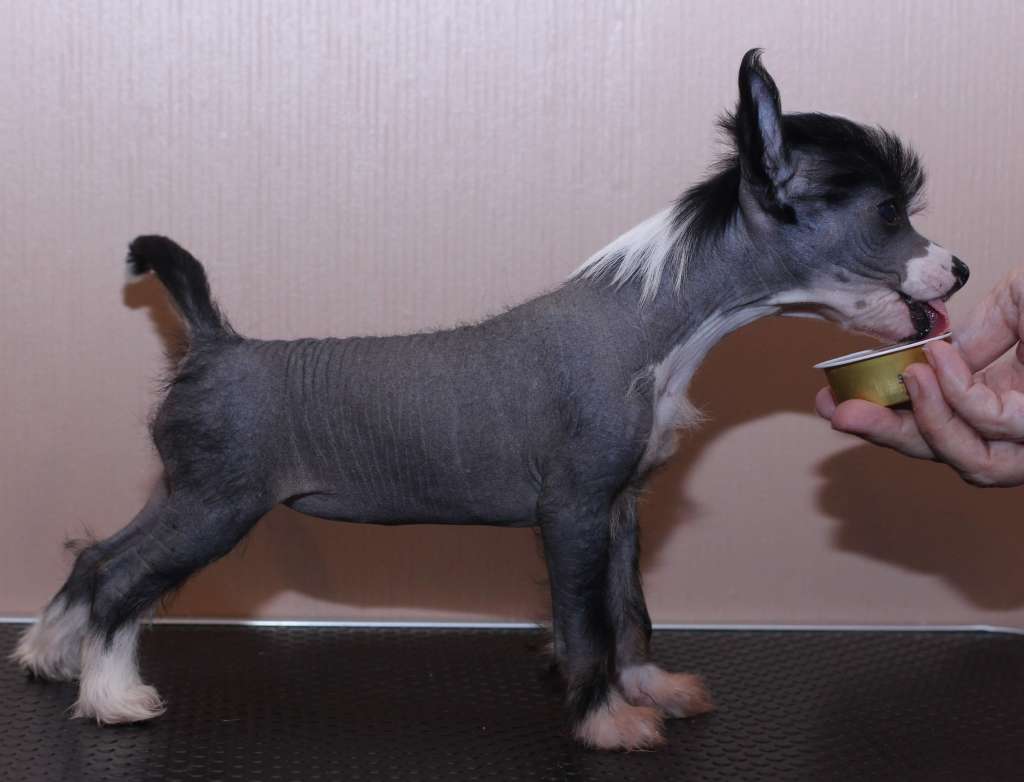 Artic Flyer's Wingardium Leviosa