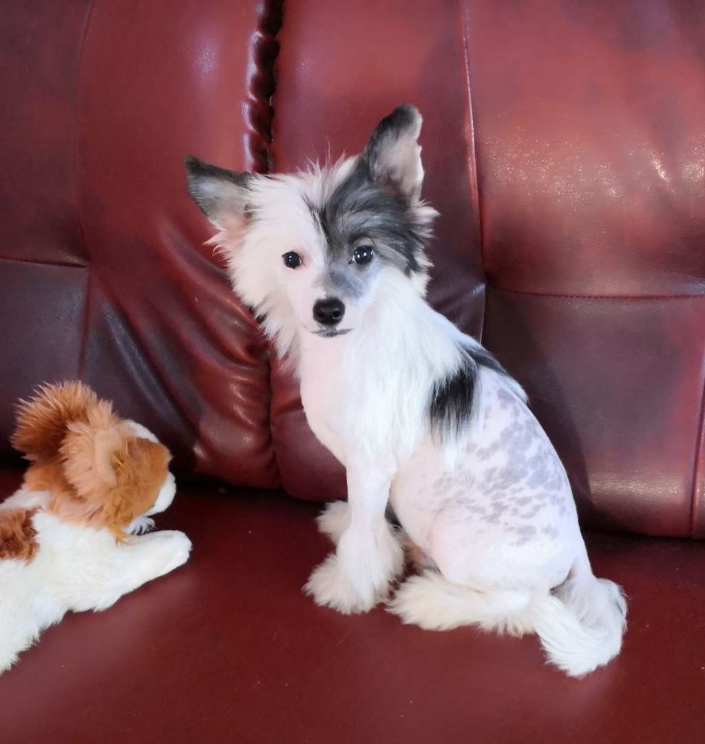 Fundoklia-völgyi Kaszanics Pierce Brosnan