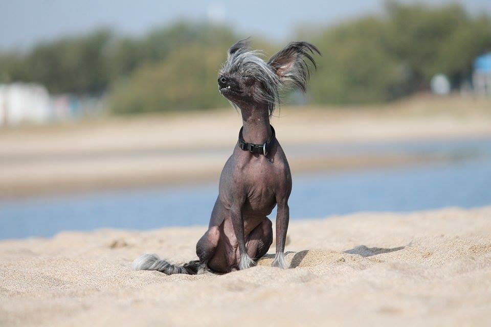 Ypsielotte of Stonefield