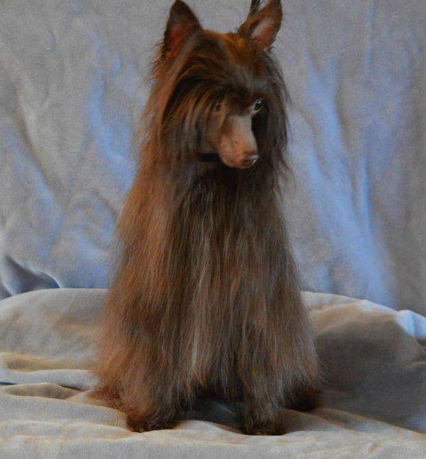 Bi-Lav Plus Lancelot