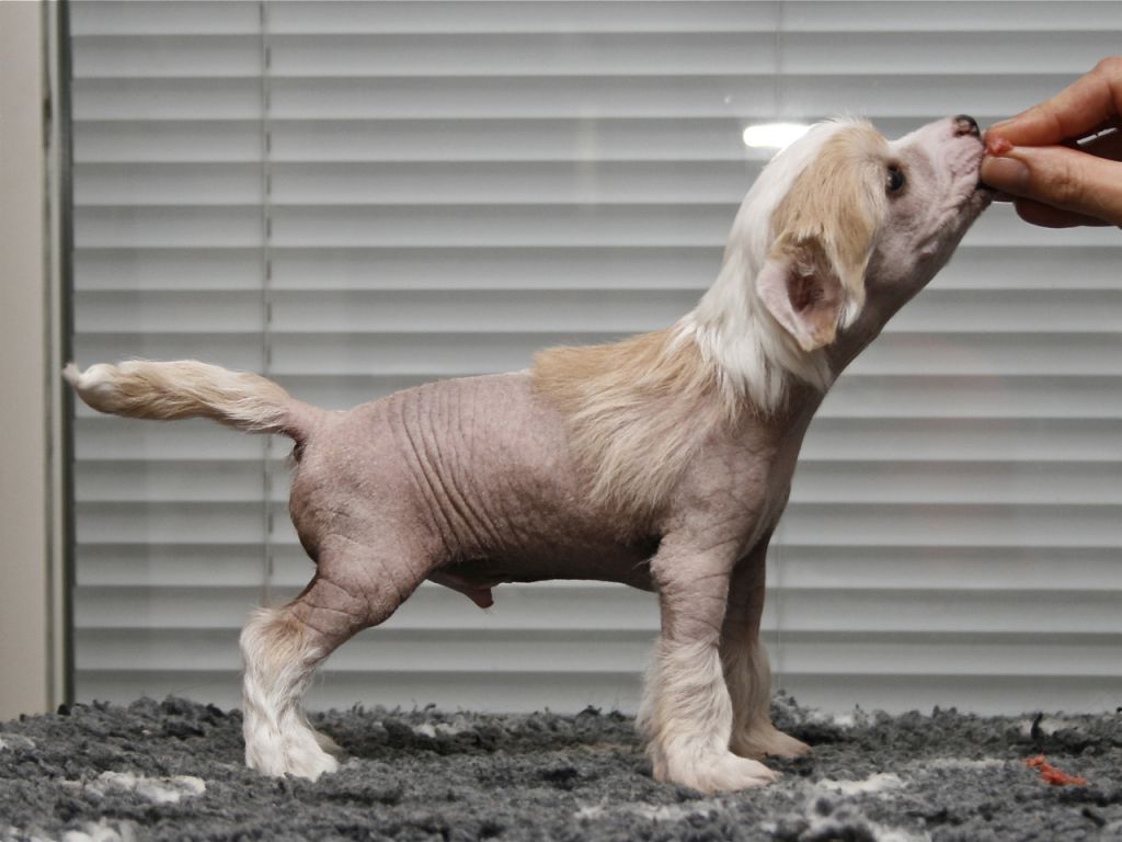 Crestiny's Got To Be Kidding