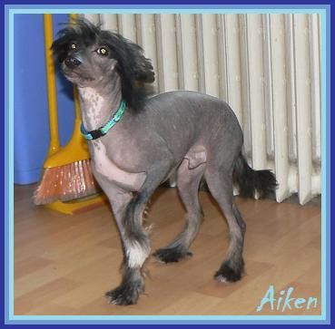 Aiken Little Sweetie