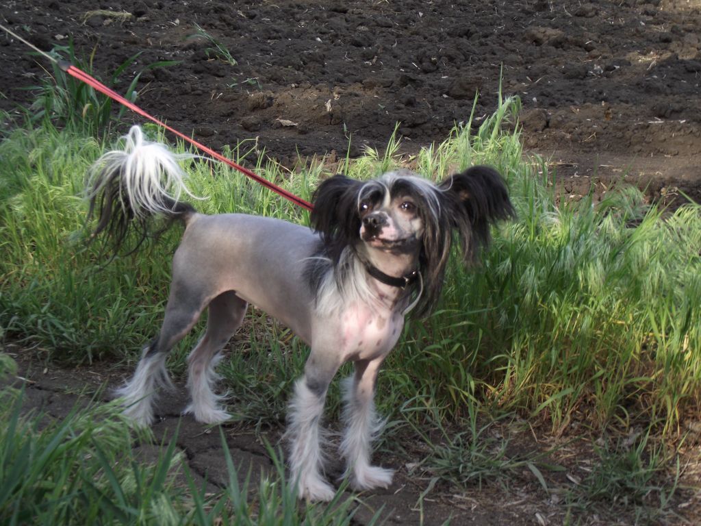 Legion of Dream Hard Coin