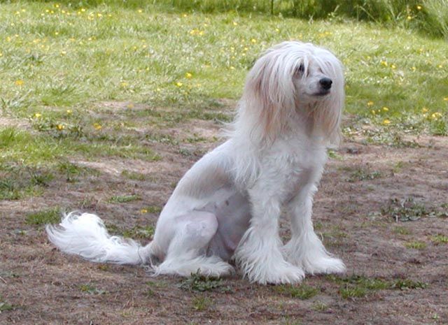 Kedveshazi Skrållan