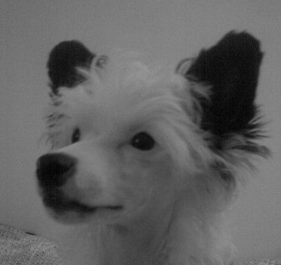 Sun Dan Black N'White