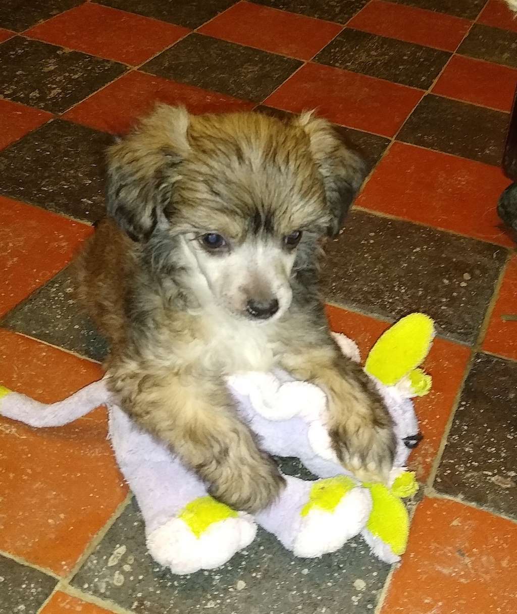 Parcauwen Dream Maker