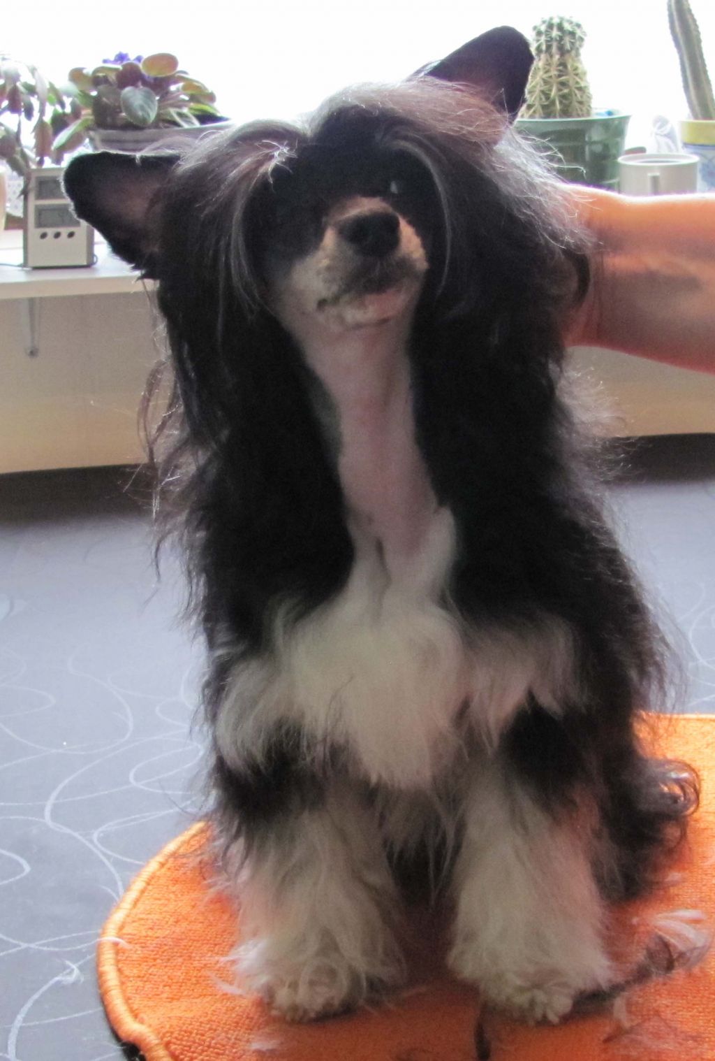 Sun Dan Sweetie Moment