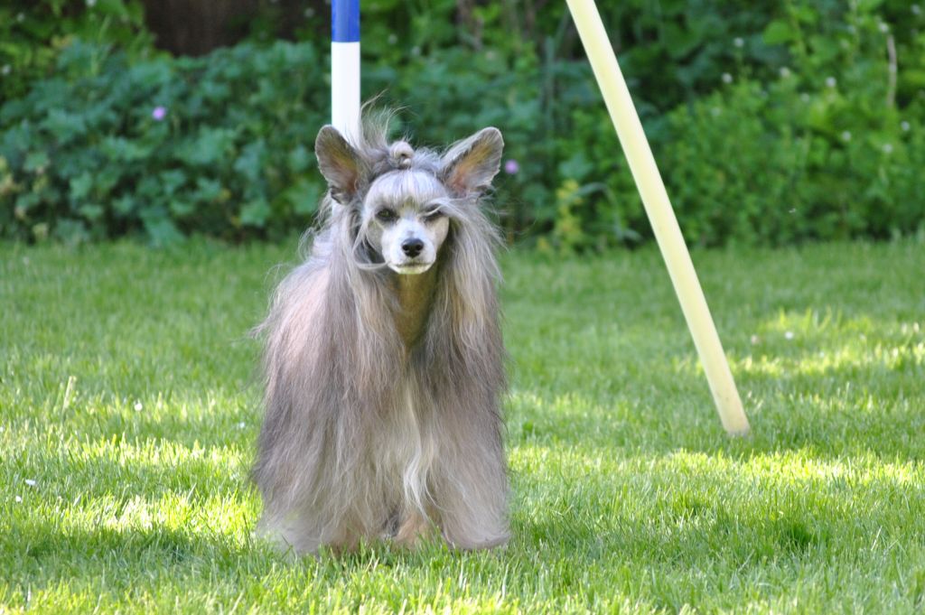 Leibwache Cactus Jack