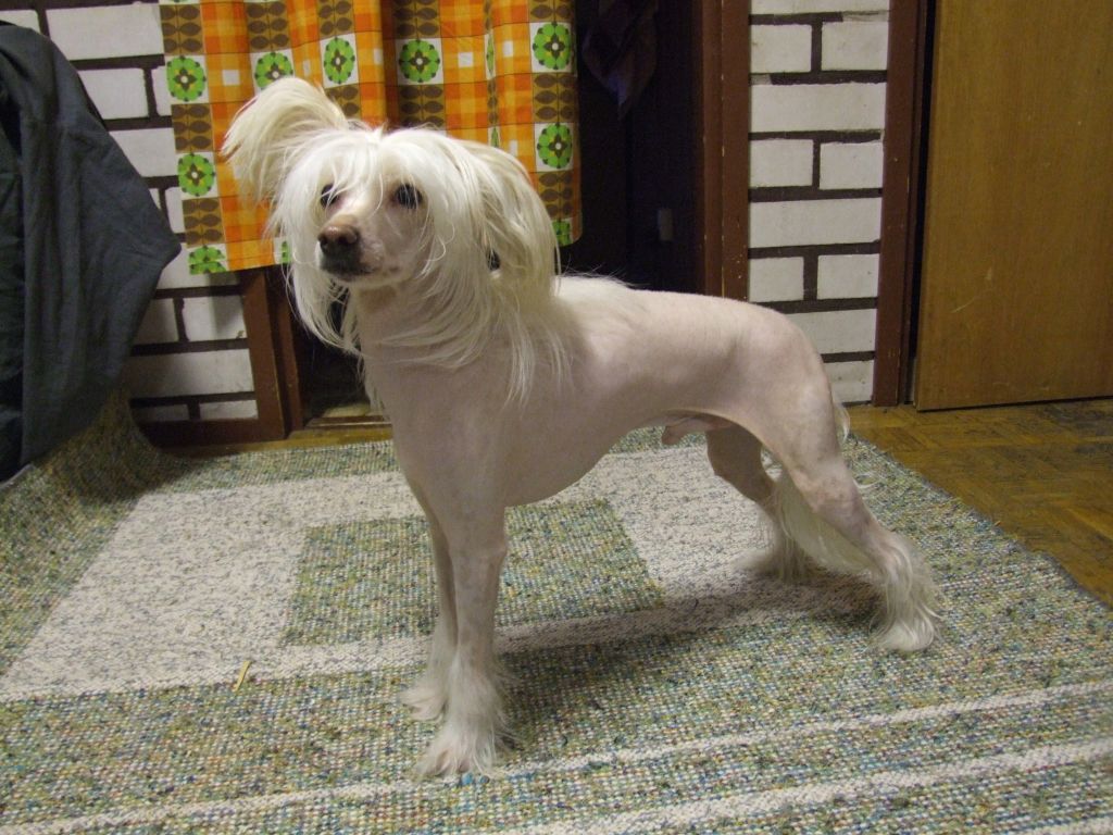 Kaunisvirran Nikke Neliveto