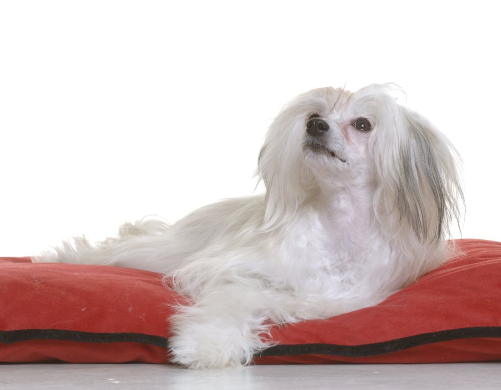 Groli's Bentley Shakira