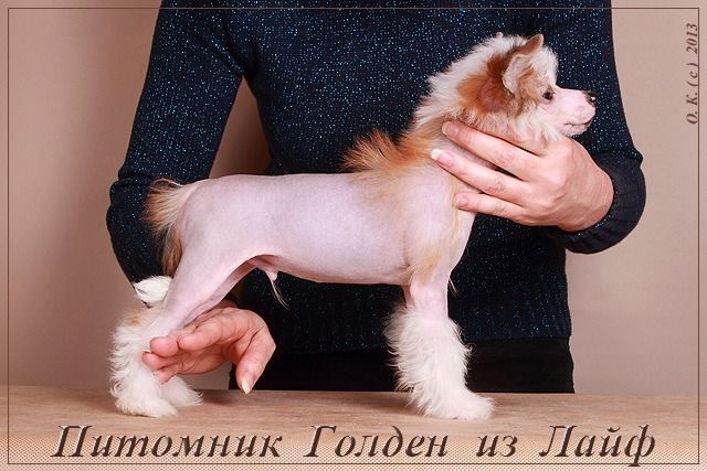 Golden Is Life Vittorio Grande.