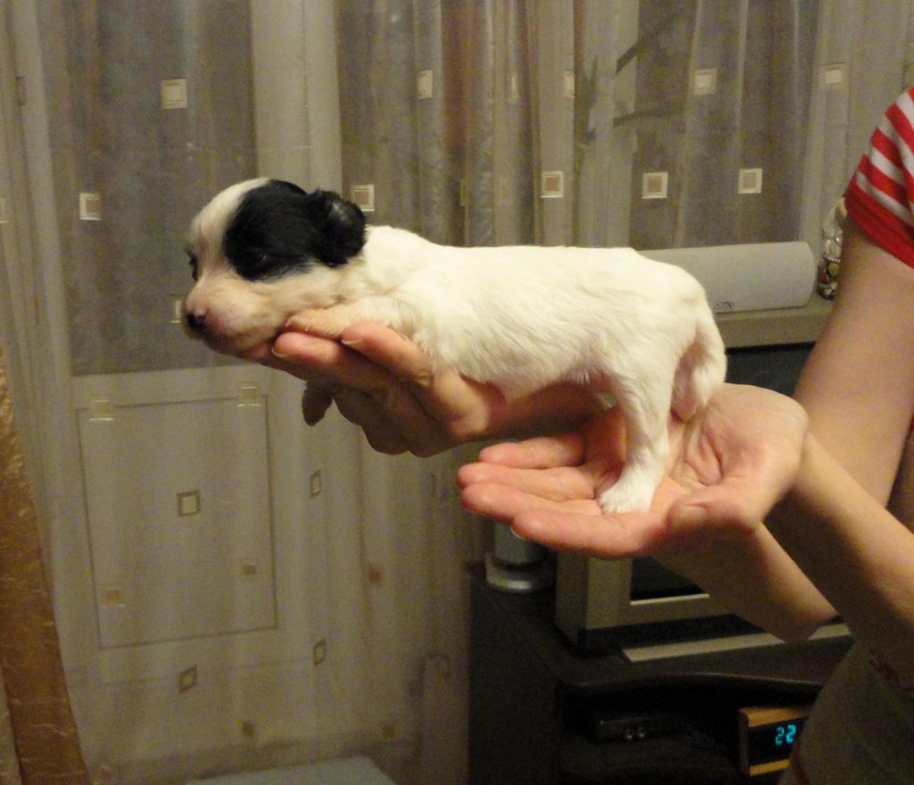 Zlato Dinastii Ingiborga