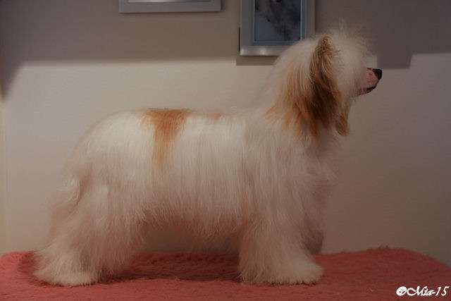 Tirlittan Magic Miss