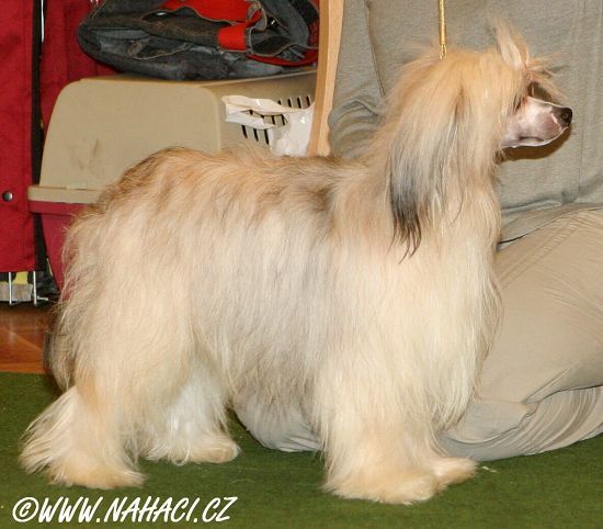 Bricso Il Dorfi Al Maarii Sapphire