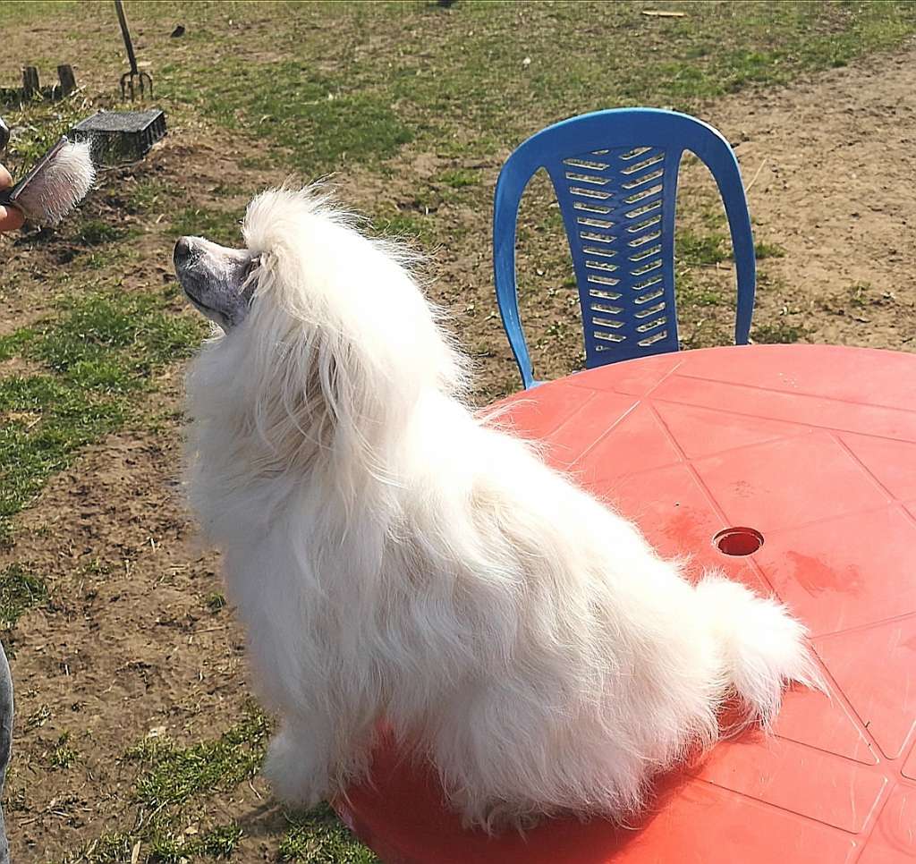 Golden is Life Sherelen