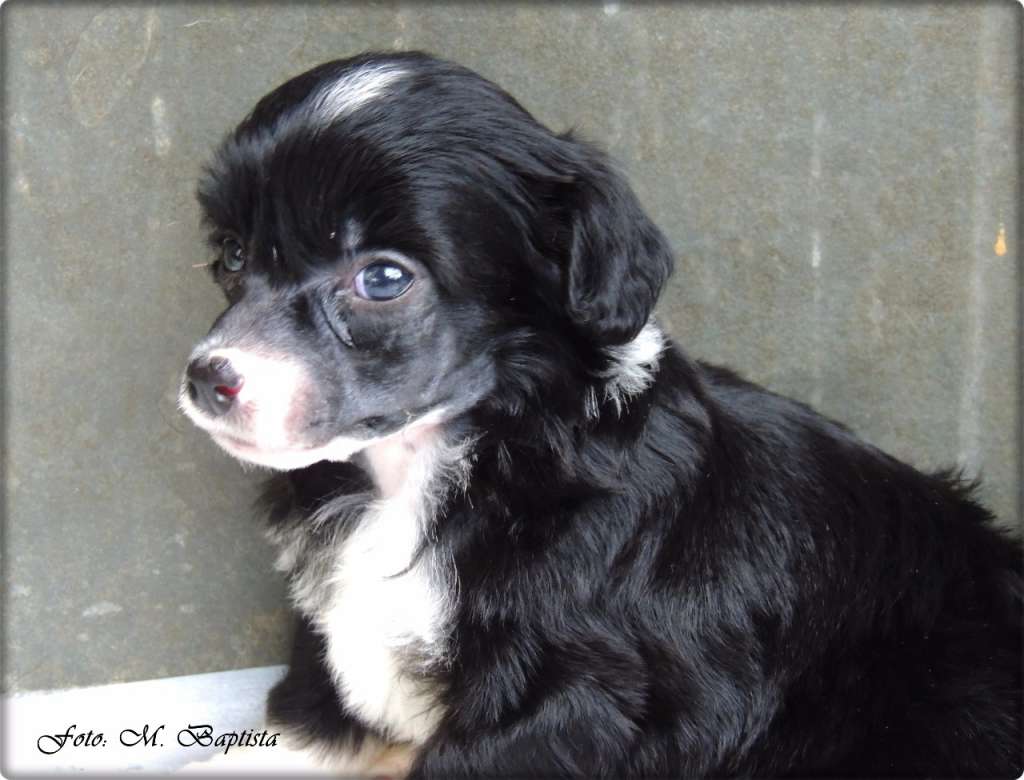 Nessie Pp Of Avalon Land