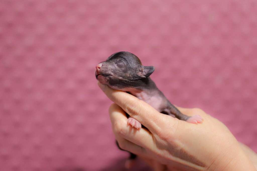 Paul Parfait Insolite Familier