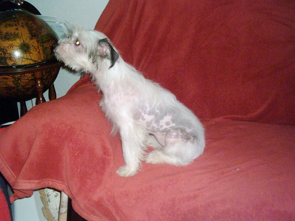 Gostdragon Crazy Black Pearl von Hellmundin