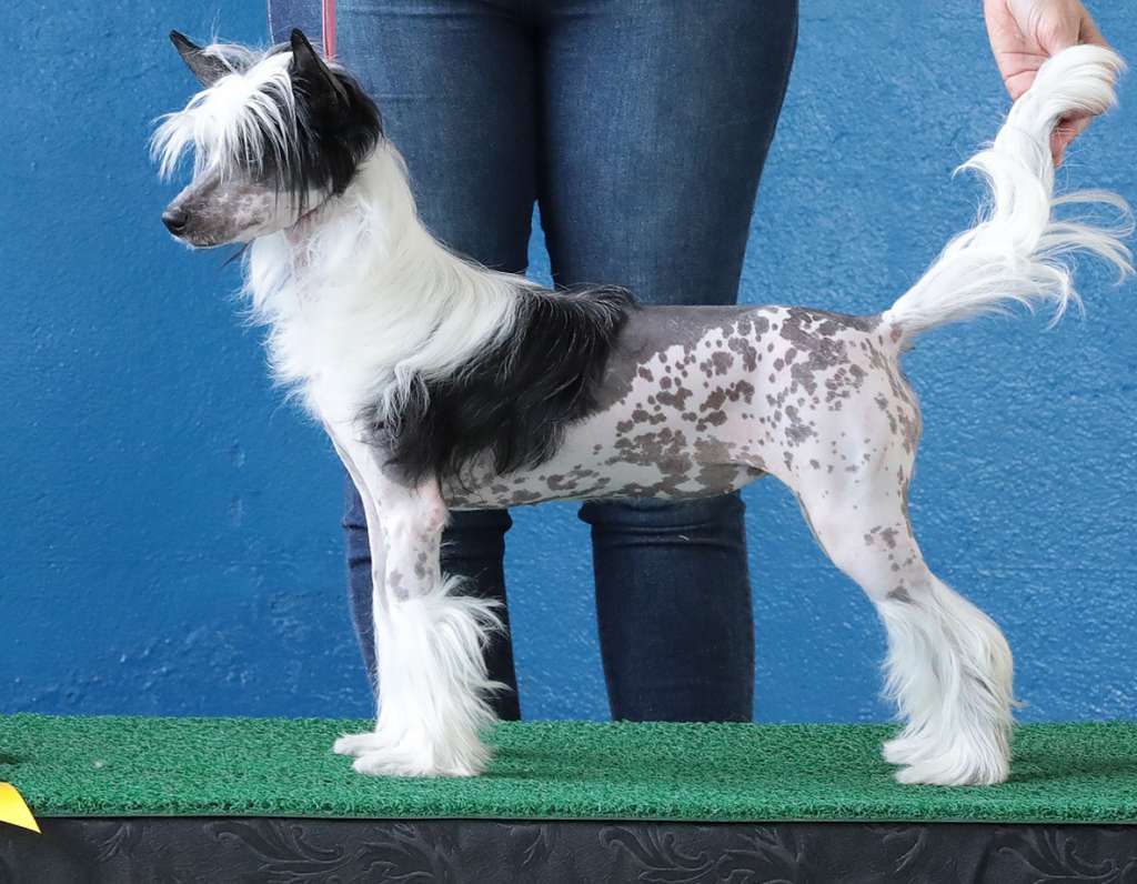 Khallesi Of Avalon Land