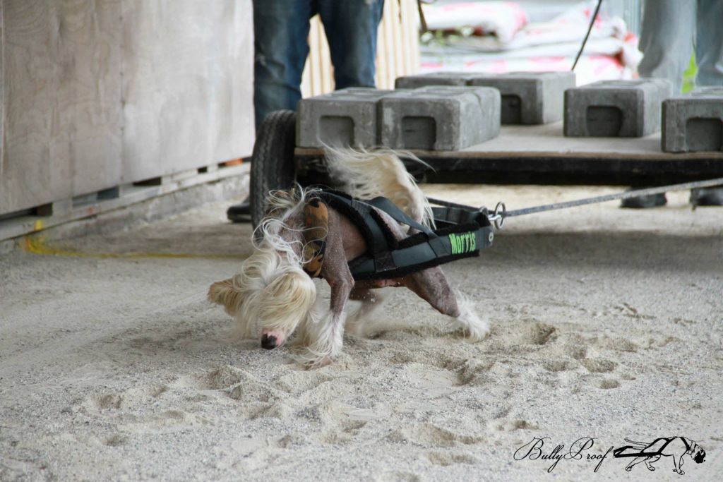 Mocci'z Morrison's Islay Legend