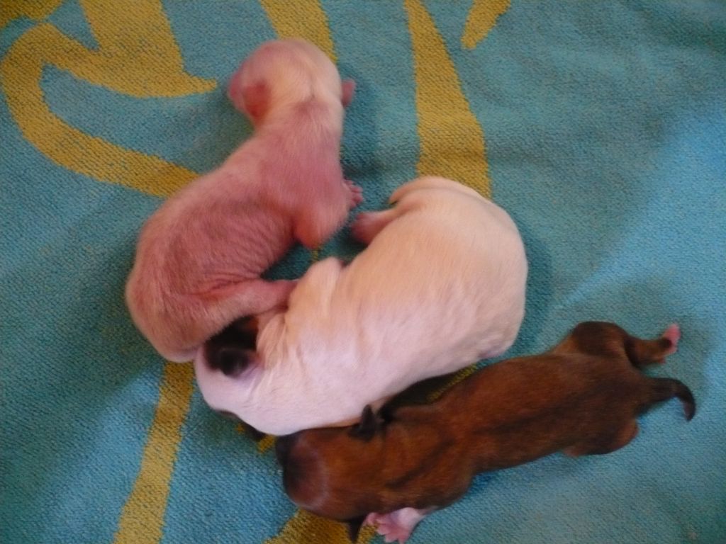 Itzakadoozie Chill Factor