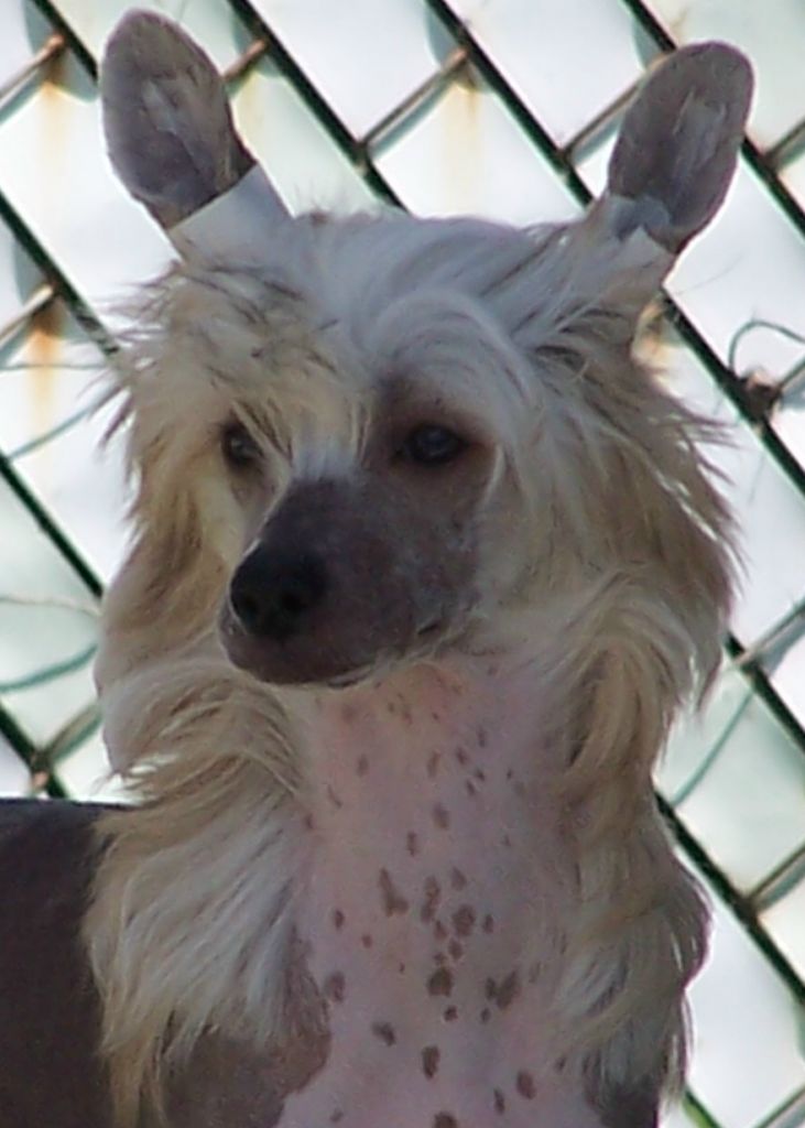 Shida Chocolat Luvers Delite