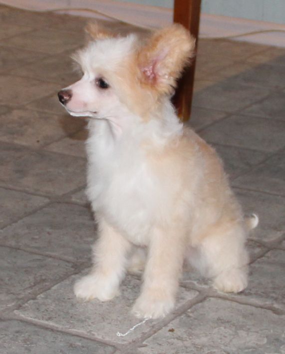 Shanel Glamour Ariel