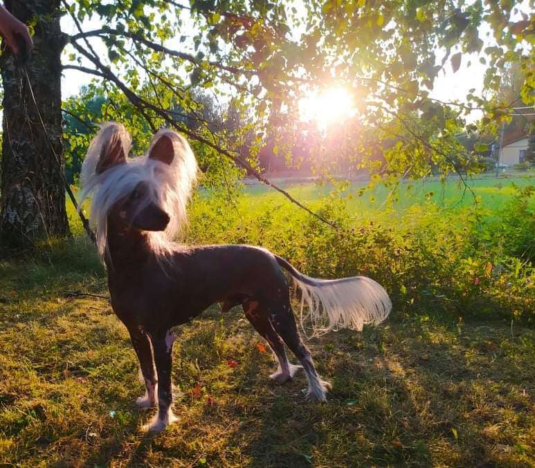 Tulimyrskyn Ota Muttällaisena Kun Oon