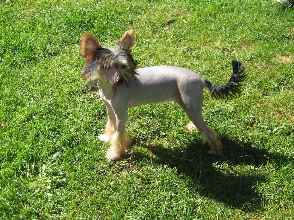 Lifasoria Viel Blum Feya Vinks